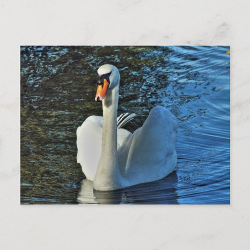 Swan Roath Park Lake Cardiff Wales Postcard