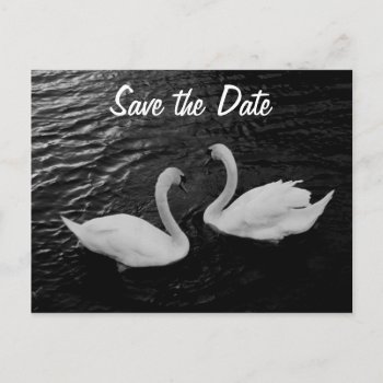 Swan Save The Date Postcard by Lilleaf at Zazzle