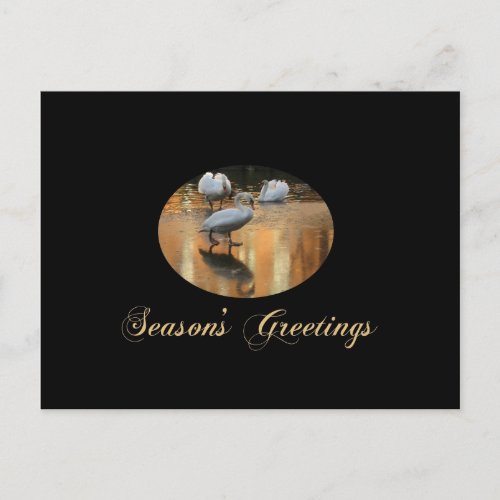 swan seasons greetings holiday postcard