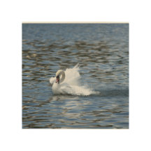 Swan Splashing in the Water