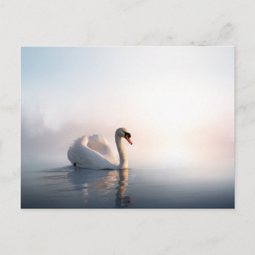 Swan Sunrise Postcard