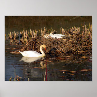 Swan Watching Over His Mate Poster
