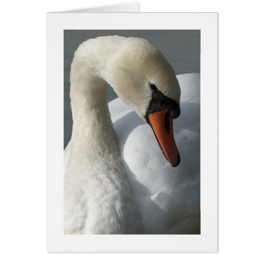 Swan (Wide Border) Cards (Front)