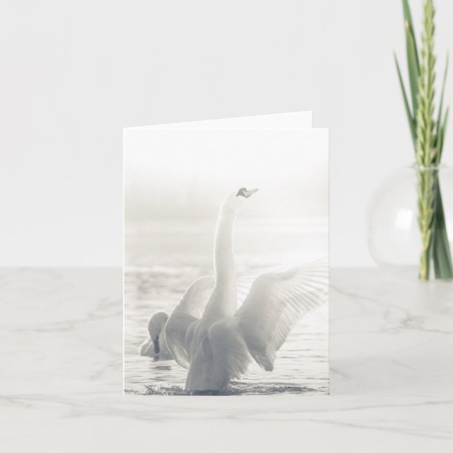 Swan Wildlife photo Card (Front)