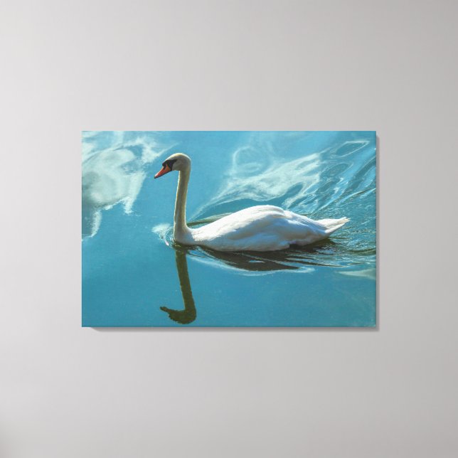 Swan with Cloud Reflections Canvas Print (Front)