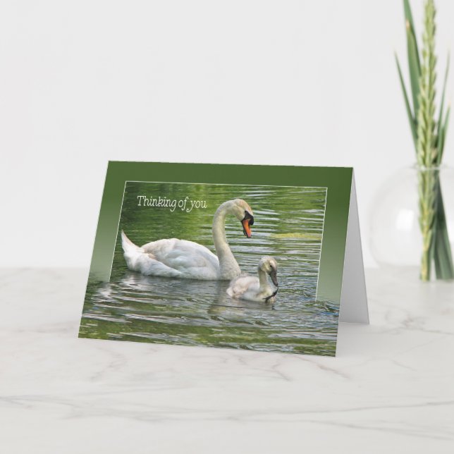 swan with cygnet for thinking of you card (Front)