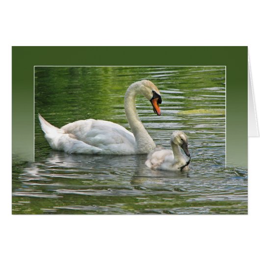 swan with cygnet in pond cards (Front Horizontal)