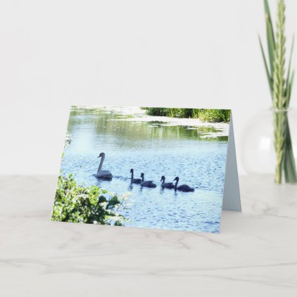 Swan With Cygnets on River Card
