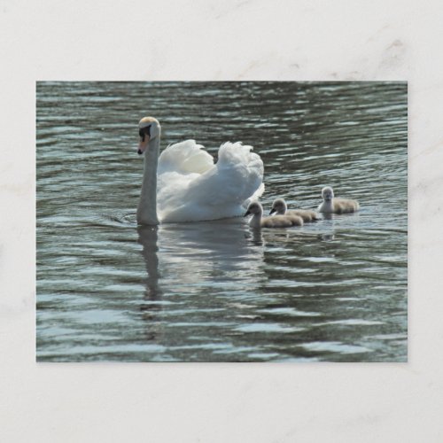 Swan with Cygnets Roath Park Lake Cardiff Wales Postcard