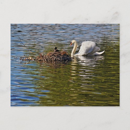 Swan with Eurasian Coot sitting on its Nest Postcard