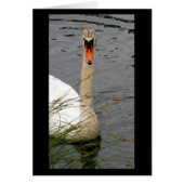 Swan with Reeds (Front)