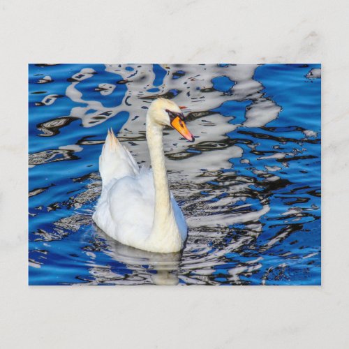 Swan with Reflections Postcard