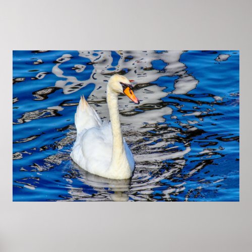 Swan with Reflections Poster