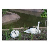 swans (Front Horizontal)