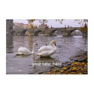 Swans and Charles bridge in Prague Acrylic Print