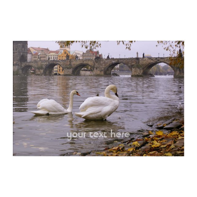Swans and Charles bridge in Prague Acrylic Print (Front)