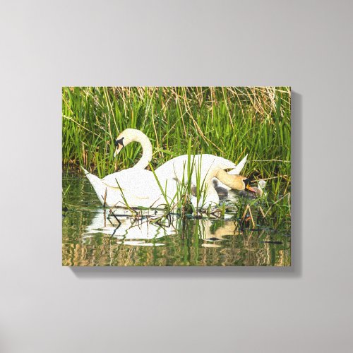 Swans and cygnets in lake canvas print