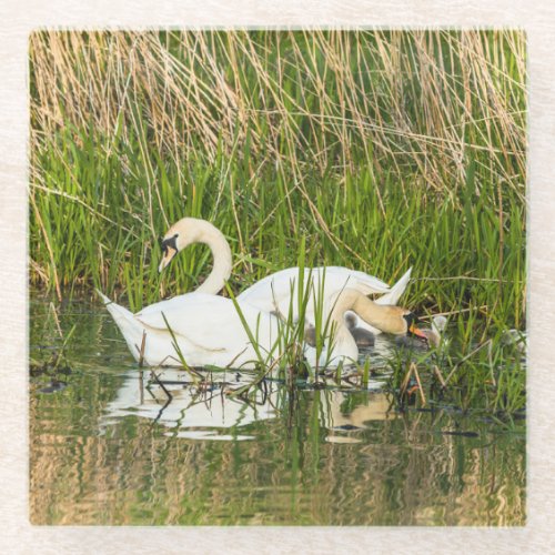 Swans and cygnets in lake glass coaster