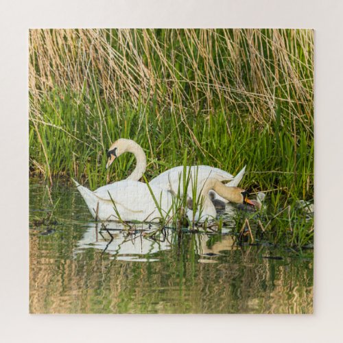Swans and cygnets in lake jigsaw puzzle