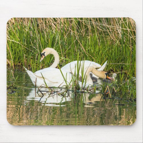 Swans and cygnets in lake mouse pad