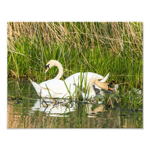 Swans and cygnets in lake photo print