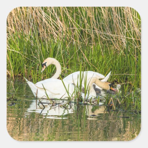 Swans and cygnets in lake square sticker