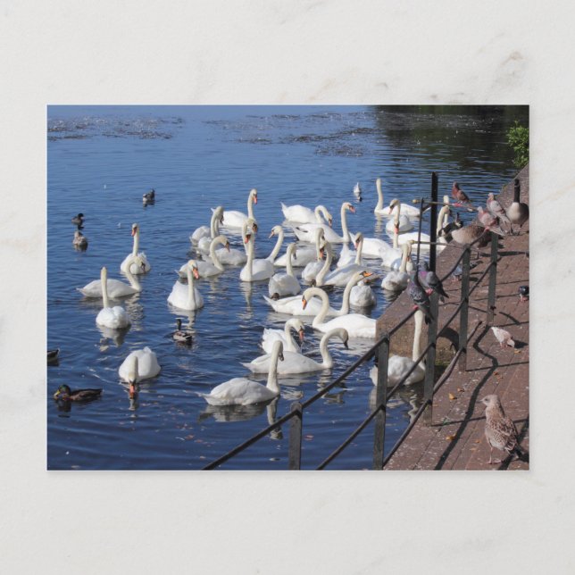 Swans and Other Birds at Roath Park Lake Cardiff Postcard (Front)