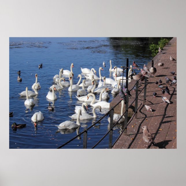 Swans and Other Birds at Roath Park Lake Cardiff Poster (Front)