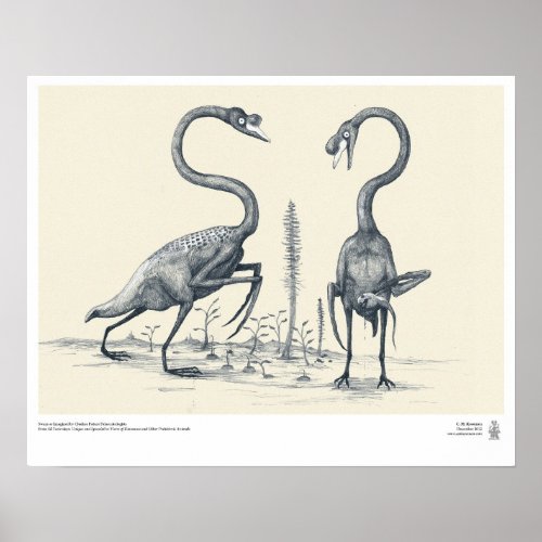 Swans as Imagined by Future Palaeontologists Poster