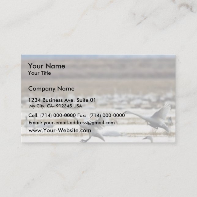 Swans at Klamath Business Card (Front)