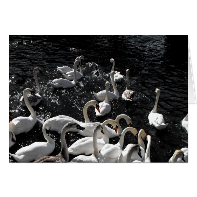 Swans away card (Front Horizontal)