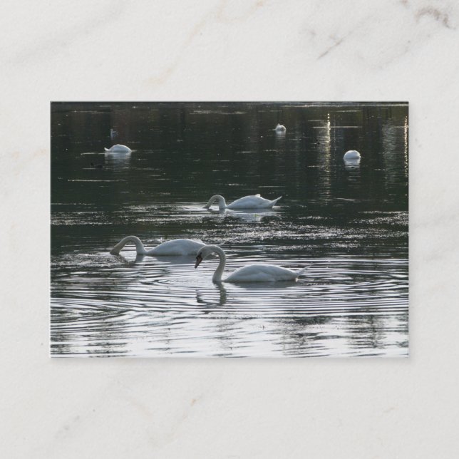 Swans Business Card (Front)