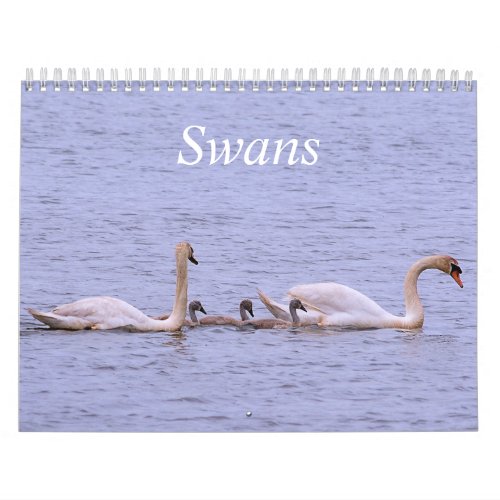 Swans Calendar