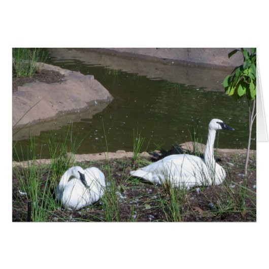 swans cards (Front Horizontal)