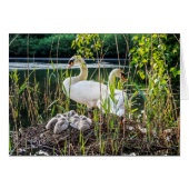 Swans & Cygnets (Front Horizontal)