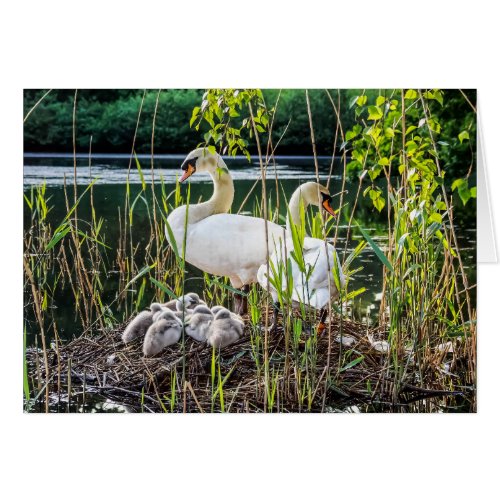 Swans  Cygnets