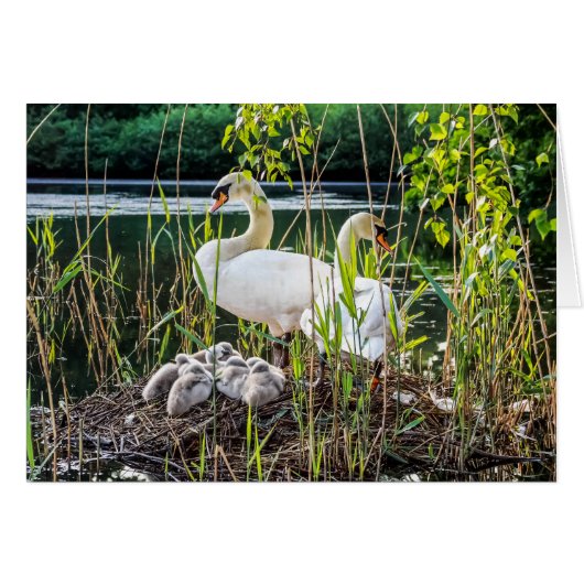 Swans & Cygnets Cards (Front Horizontal)