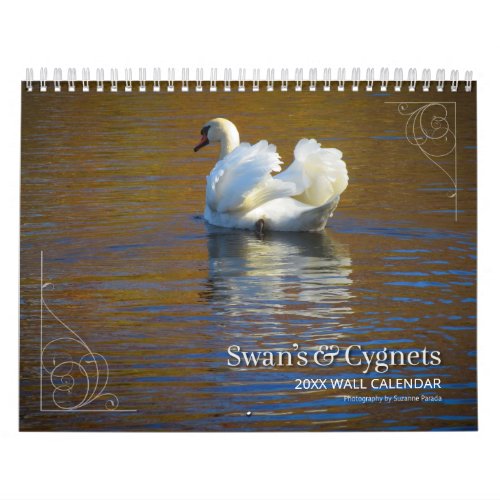 Swans  Cygnets Photography Calendar
