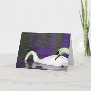 Swans Eating At a Pond in Nebraska All Occasions  Card