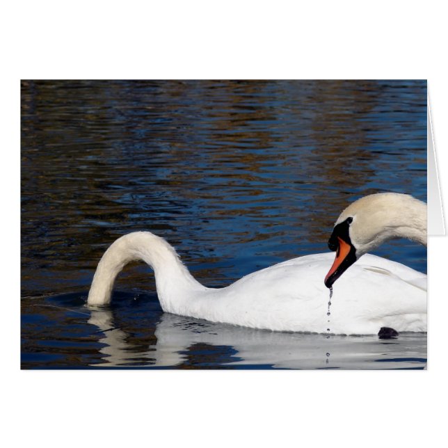 Swans Feeding Cards (Front Horizontal)