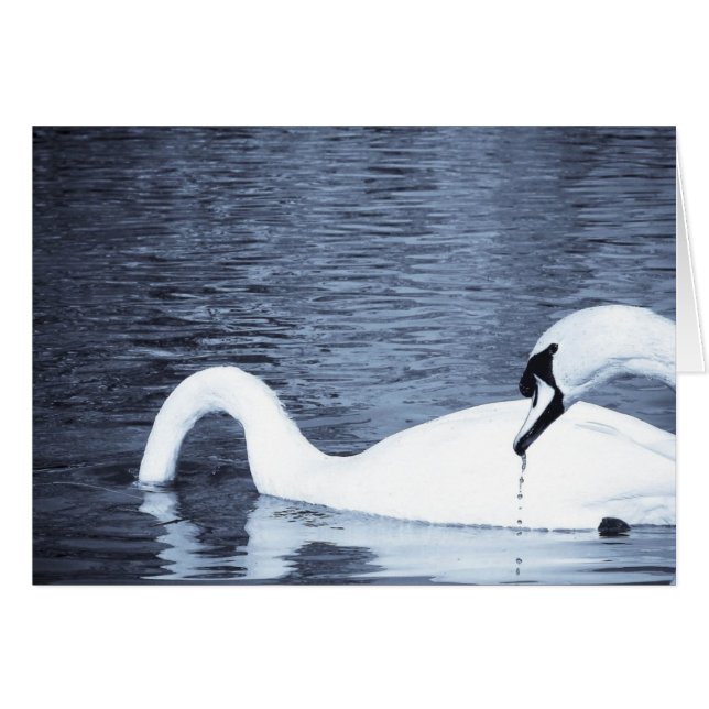 Swans Feeding Cards (Front Horizontal)
