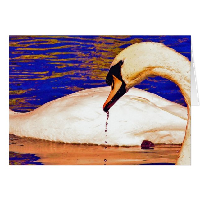 Swans Feeding Cards (Front Horizontal)