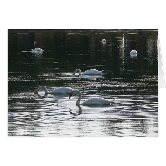 Swans Feeding, Roath Park Lake, Cardiff (Front Horizontal)