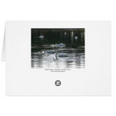 Swans Feeding, Roath Park Lake, Cardiff - Bordered (Back Horizontal)
