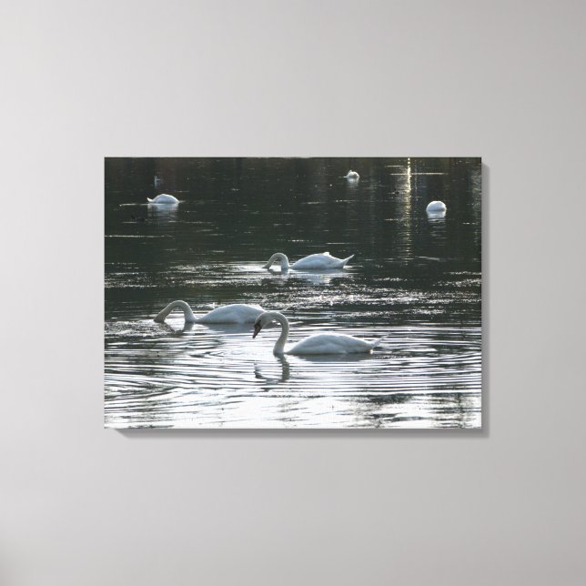 Swans Feeding, Roath Park Lake, Cardiff Canvas Print (Front)