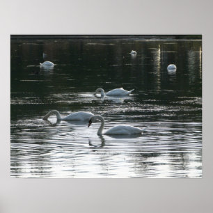 Swans Feeding, Roath Park Lake, Cardiff Poster
