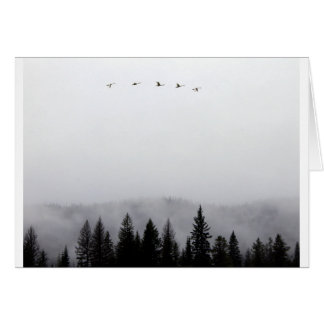 "Swans flying high" Cards