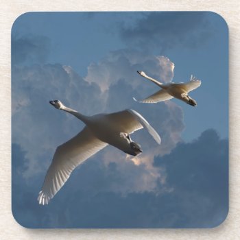 Swans In Flight Drink Coaster by CNelson01 at Zazzle