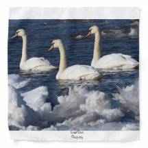 Swans in Icey River
