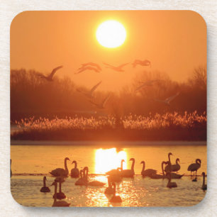 Swans in Lake at Sunset Beverage Coaster